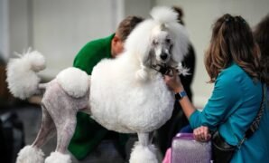 A coiffed poodle during a competition at a dog show in Dortmund, Germany, on 3 November.