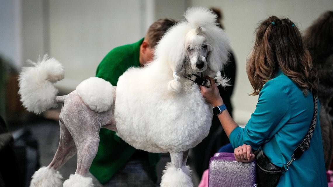 A coiffed poodle during a competition at a dog show in Dortmund, Germany, on 3 November.