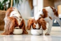 As millennials and Gen Zers reimagine the idea of parenthood, they are ready to spend more time and effort to ensure their beloved pets eat nutritious food, even if it means shelling out more money.