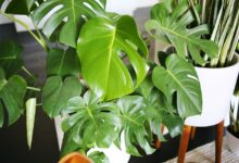 Five easy to care for houseplants