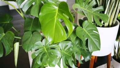 Five easy to care for houseplants