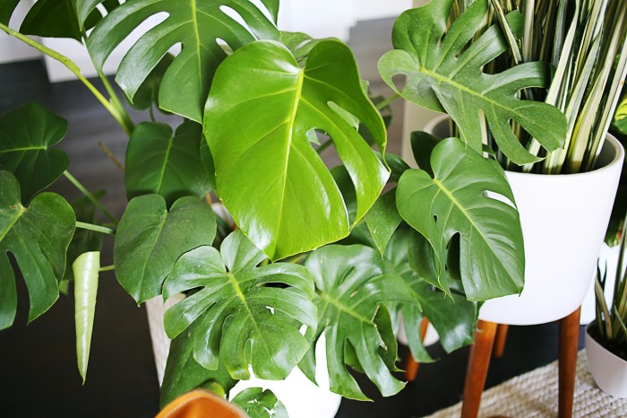 Five easy to care for houseplants