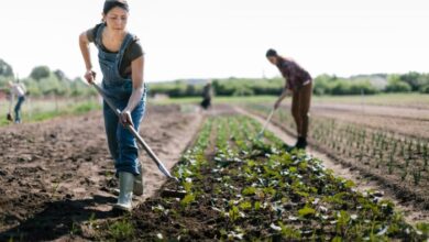 Robbing farmers pay battery worker jobs