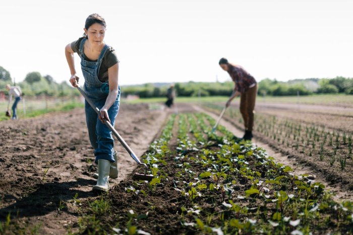 Robbing farmers pay battery worker jobs