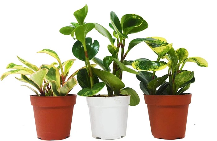 Toxic houseplants plants pet plant housefur