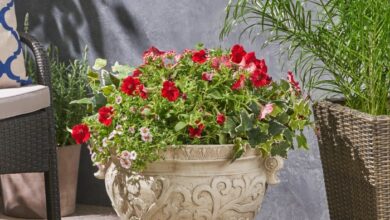 A vintage planter cacti garden