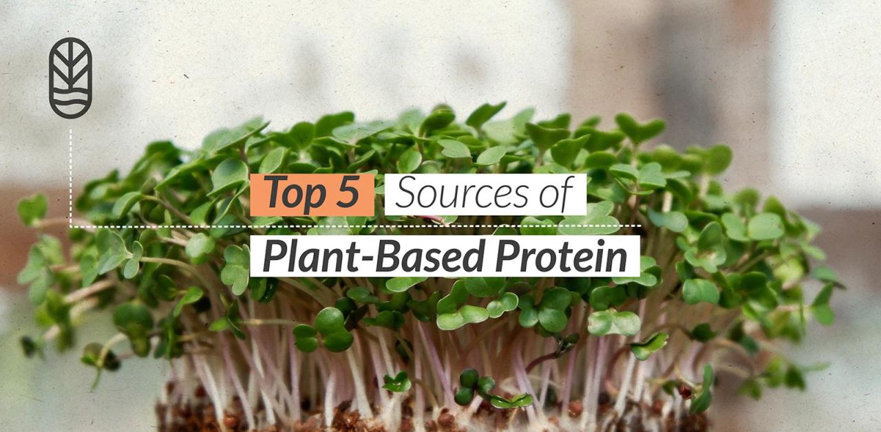 Ask a dietitian what are good sources of plant based protein