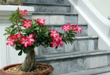 7 unique non toxic houseplants