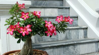 7 unique non toxic houseplants