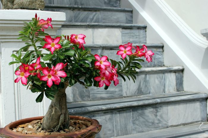 7 unique non toxic houseplants