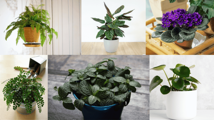 7 unique non toxic houseplants