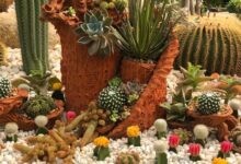 Planting a simple cacti garden