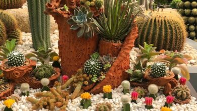 Planting a simple cacti garden