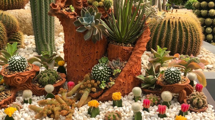 Planting a simple cacti garden