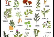 What are adaptogenic herbs