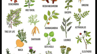 What are adaptogenic herbs