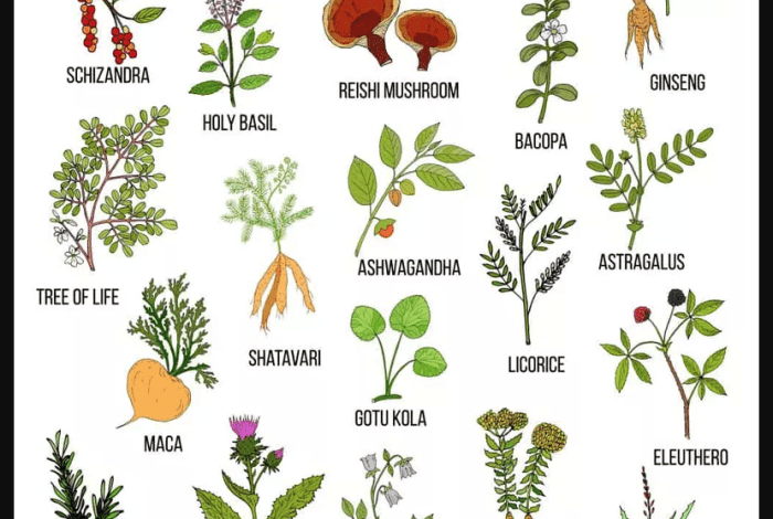 What are adaptogenic herbs