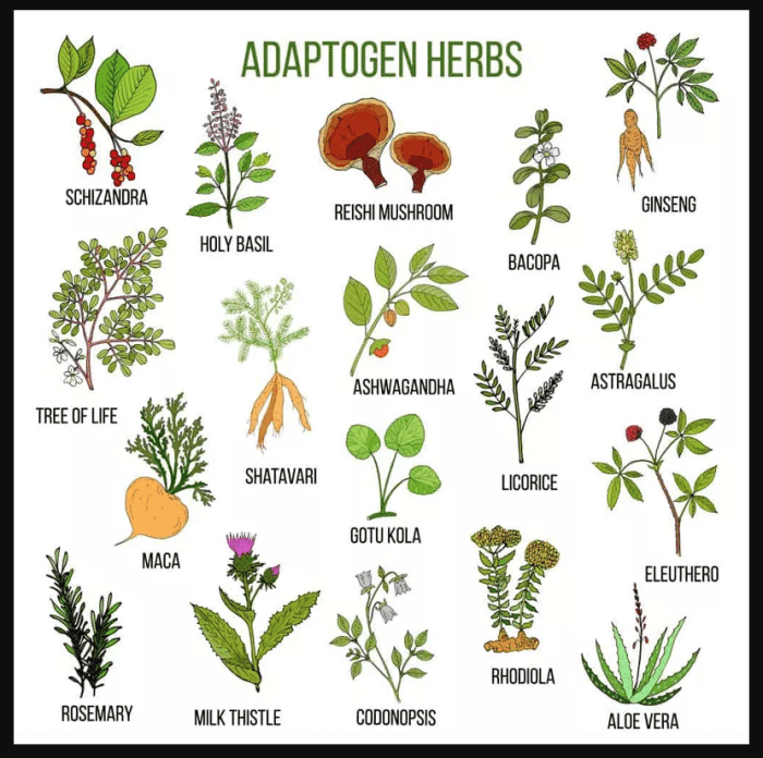 What are adaptogenic herbs