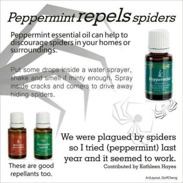 Anti spider spray essential oil based