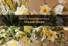 How to arrange daffodils