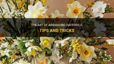 How to arrange daffodils