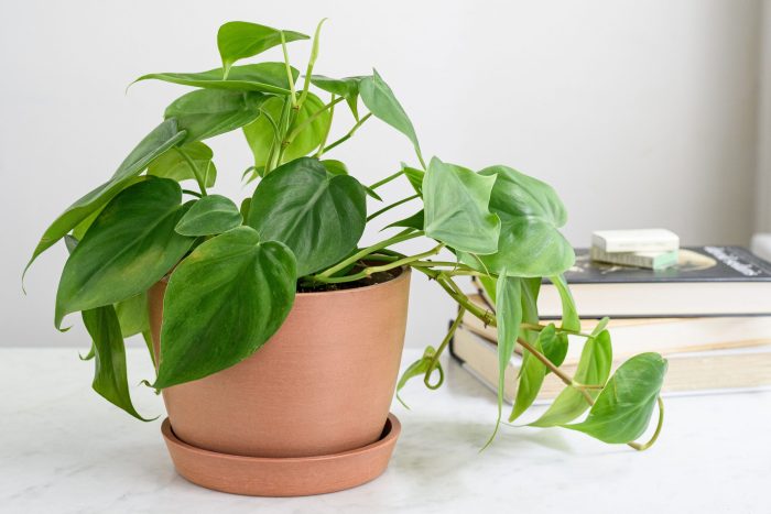 Five easy to care for houseplants