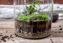 Make your own floating terrariums