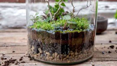 Make your own floating terrariums