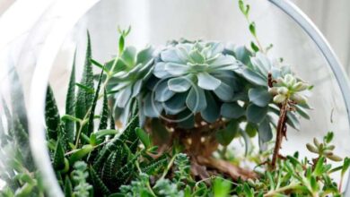 Terrarium planter table runner