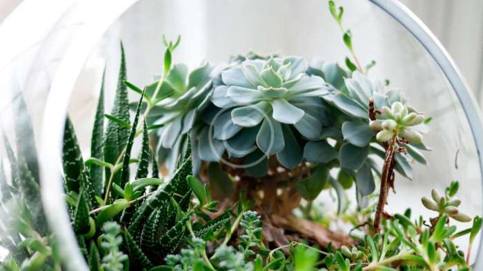 Terrarium planter table runner