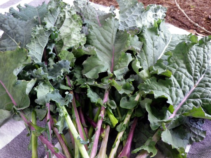 Rainbow kale and pasta soup