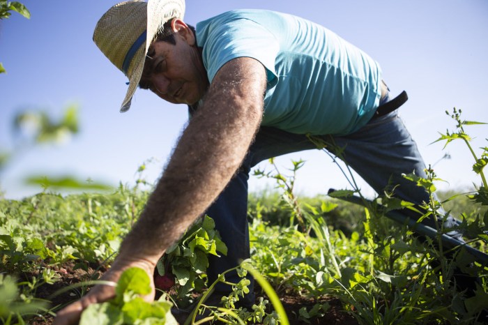 Robbing farmers pay battery worker jobs