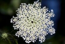 Pretty lace flower pots