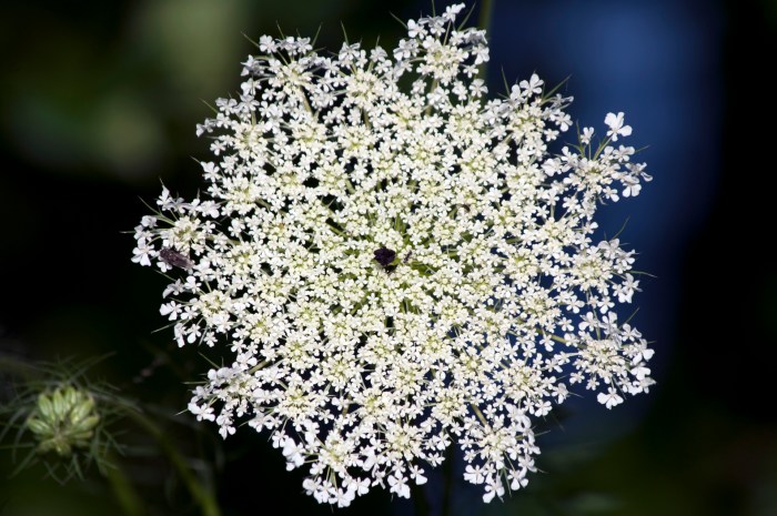 Pretty lace flower pots