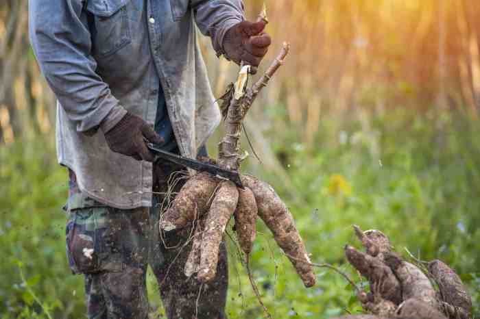 Planting outdoor cacti in tennessee