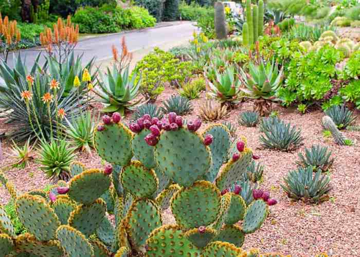 Planting a simple cacti garden