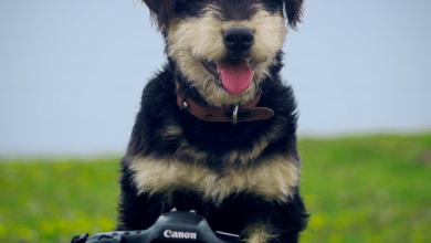 5 tips to get better pet photos