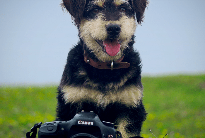 5 tips to get better pet photos