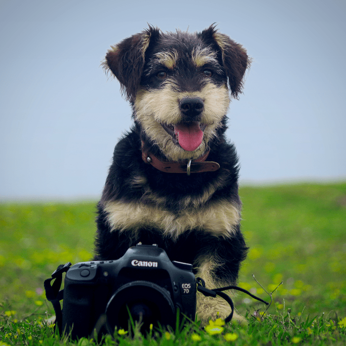 5 tips to get better pet photos