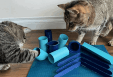 Junk food cat toy diy