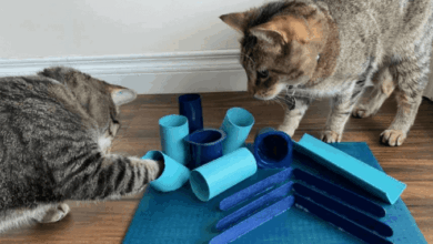 Junk food cat toy diy