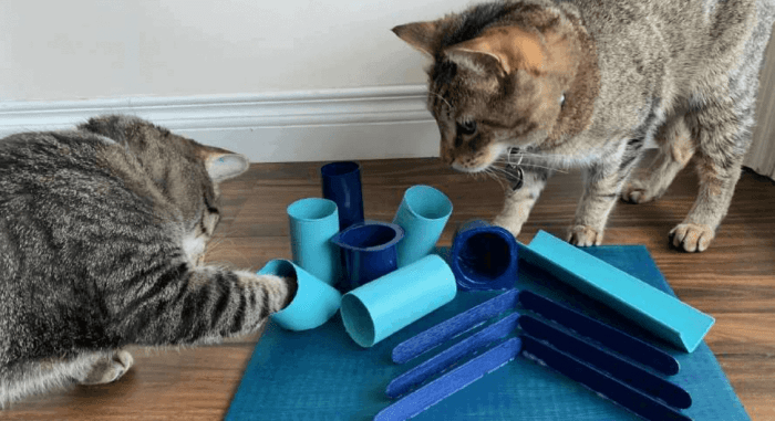 Junk food cat toy diy