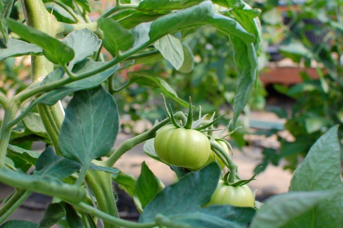 Theres a reason we all want to smell like tomatoes this summer