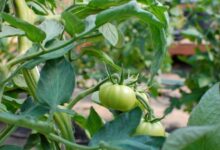 Theres a reason we all want to smell like tomatoes this summer