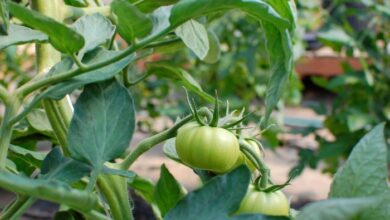 Theres a reason we all want to smell like tomatoes this summer