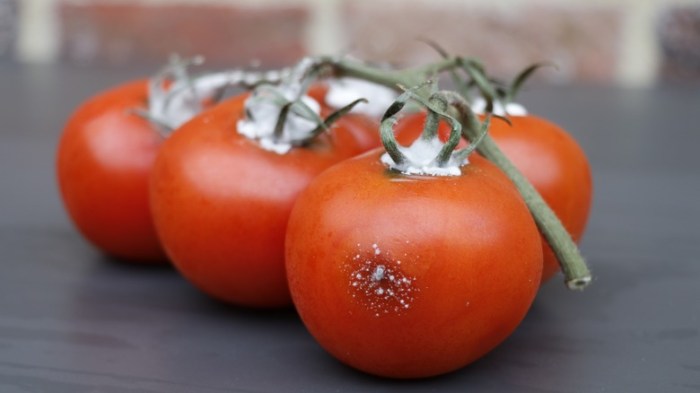 Theres a reason we all want to smell like tomatoes this summer